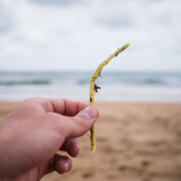 Plastic Ocean