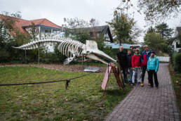 Wangerooge Pottwalskelett