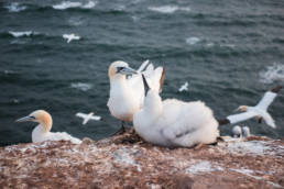 Segeln Helgoland