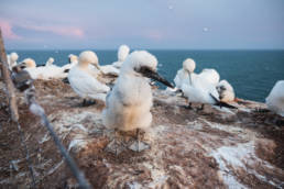 Segeln Helgoland