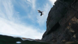 Tiree Cliff Jumping