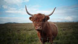 Tiree Camping